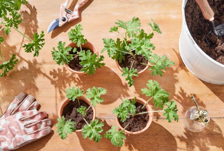 If You Want More Geraniums For Free, Here’s How One Snipped Stem Turns Into A Whole New Plant
