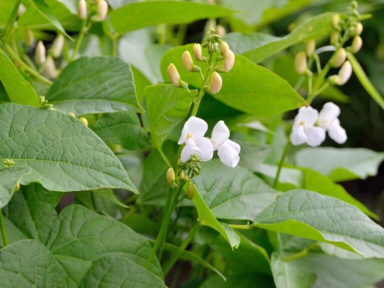 If Your Fall Green Beans Flower Heavily But Set Almost No Pods, Overcrowded Vines Are Starving The Blooms