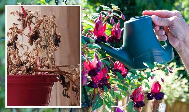 If Your Hanging Baskets Wilt By Afternoon No Matter How Often You Water, Here Are 13 Watering Truths That Fix It