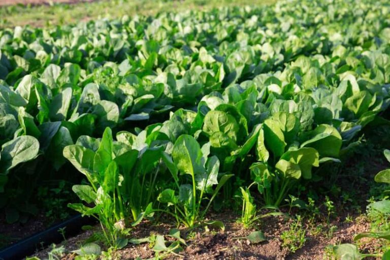 The One Thing North Carolina Spinach Needs When You Seed It In September Or It Bolts Before Winter