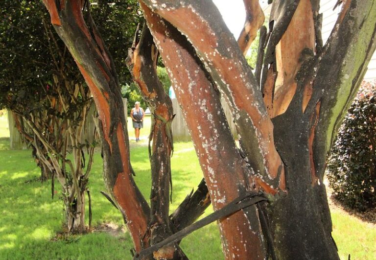 Why North Carolina Crape Myrtle Bark Peels Every Summer And What That Peeling Is Really Telling You