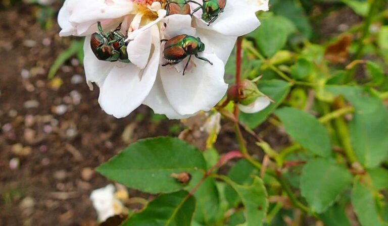 What North Carolina Roses Actually Need When Japanese Beetles Show Up – And What Happens If You Wait