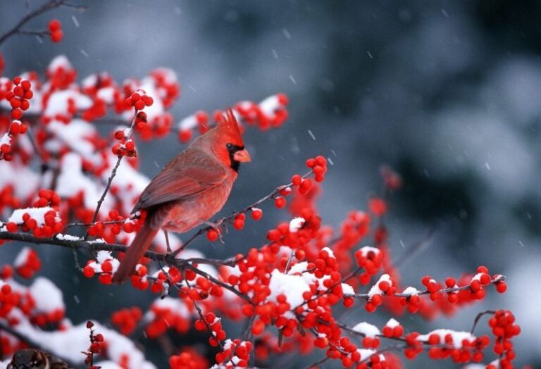 If Your Backyard Feeds Robins But Never Cardinals, These Berry Shrubs Give Them A Reason To Stay All Fall