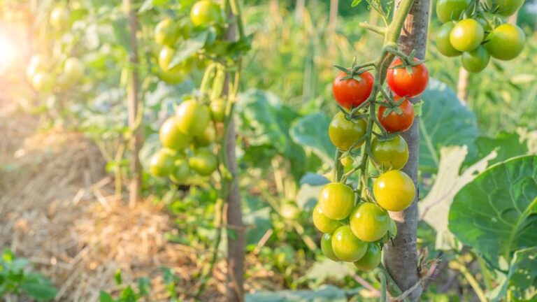 If Your Tomatoes Stayed Small And Stunted This Year, Here Are 15 Causes And The Quick Fix For Each