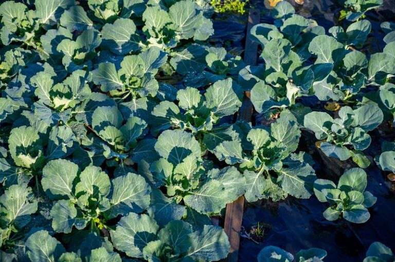 If Your Fall Broccoli Grows Big Leaves But Never Forms A Head, One Feeding Habit May Be Behind It