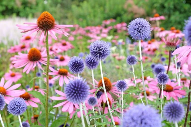 If Deer And Rabbits Keep Nibbling Your Beds Bare, Here Are 19 Perennials They Won’t Touch (And 5 That Invite Them In)