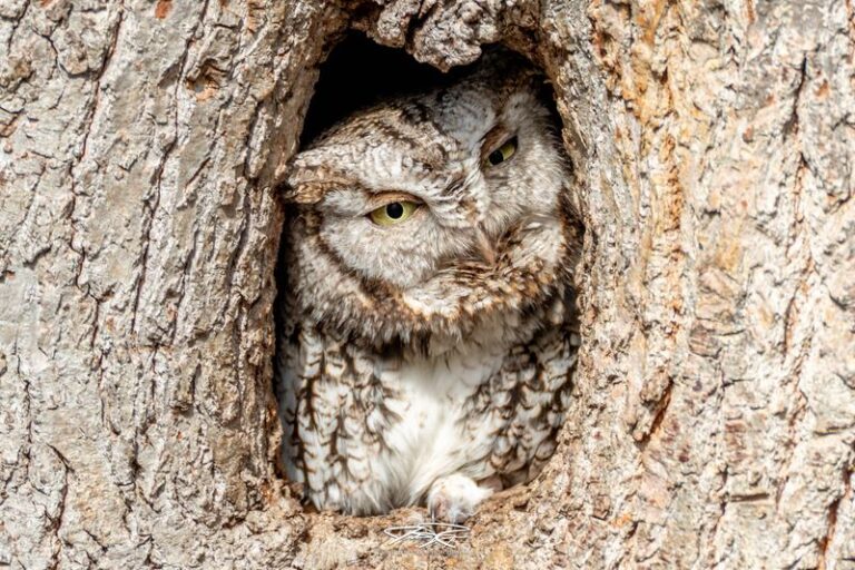 What It Really Means When A Screech Owl Starts Roosting Near Your North Carolina Yard