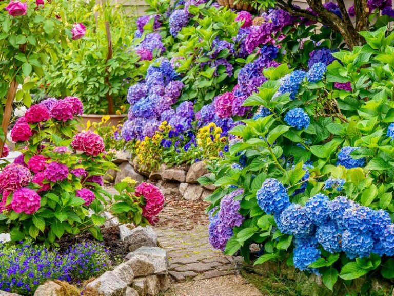 If You Want A Border That Looks Better Every Year, Here Are 14 Shrubs That Fill In Bigger And Bloom Harder As They Age