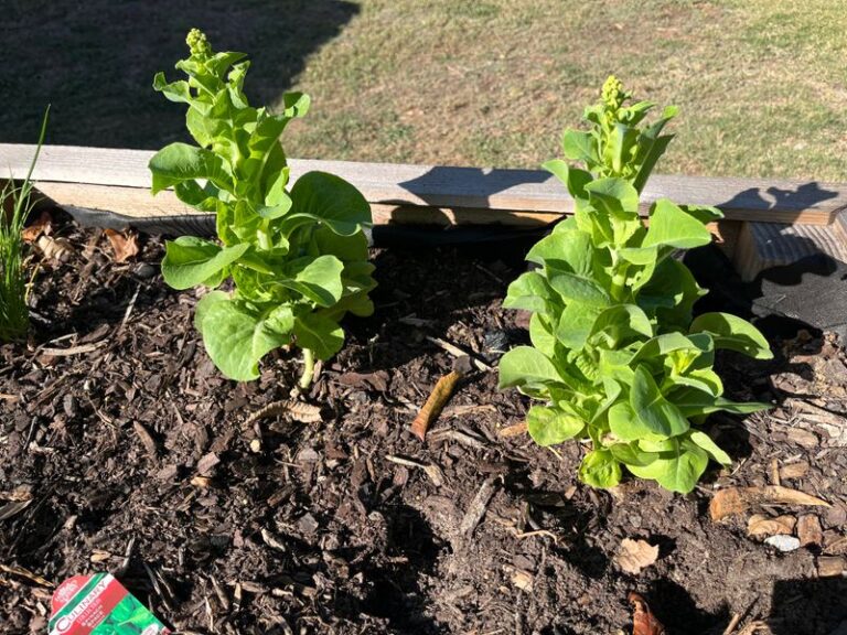 The One Thing North Carolina Fall Greens Need In September Or They Will Bolt Before You Harvest