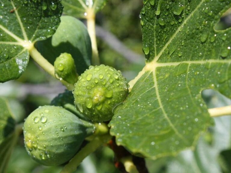 The One Thing North Carolina Fig Trees Need In Late Summer Or The Second Crop Never Ripens