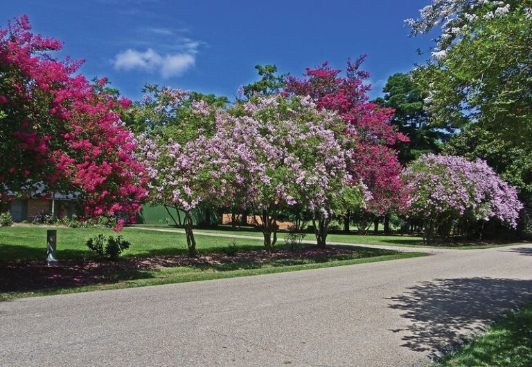What North Carolina Crape Myrtles Actually Need Before Summer Ends