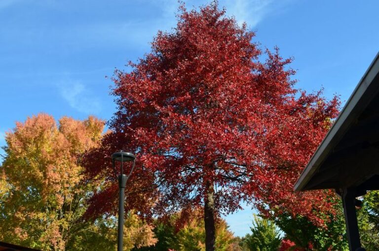 Blackgum: North Carolina’s Overlooked Native Shade Tree for Late-Spring Pollinators and Year-Round Wildlife