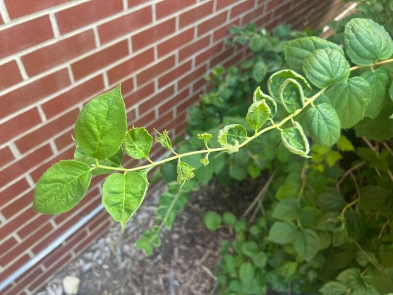 If Your Hydrangea Leaves Are Curling And Cupping In The Late-Summer Heat, Here Are 9 Reasons And The Fix For Each