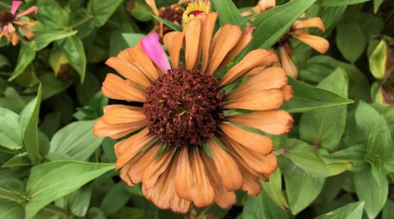 16 Late-Summer Mistakes That Make Your Zinnias Wilt (And The Reset That Revives Them)