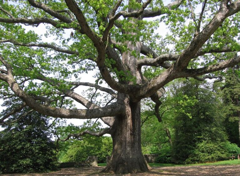 The North Carolina Native Shade Tree You Plant Once That Feeds Pollinators And Songbirds For Generations