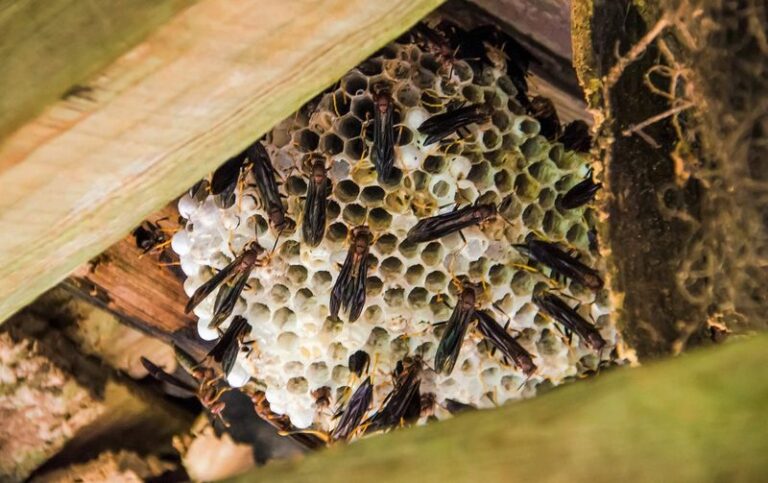 Why North Carolina Homeowners Should Never Sweep Away The Paper Wasp Nest Under Their Eaves