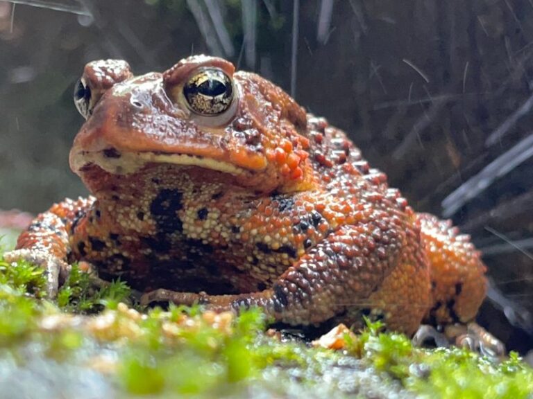 What It Really Means When A Toad Burrows Into Your North Carolina Garden Soil In Late Summer