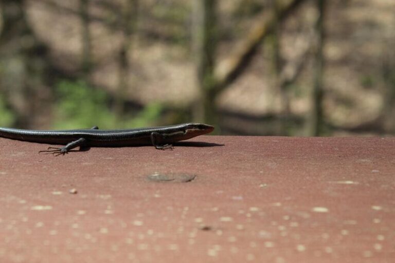 What It Really Means When A Skink Keeps Darting Across Your North Carolina Patio