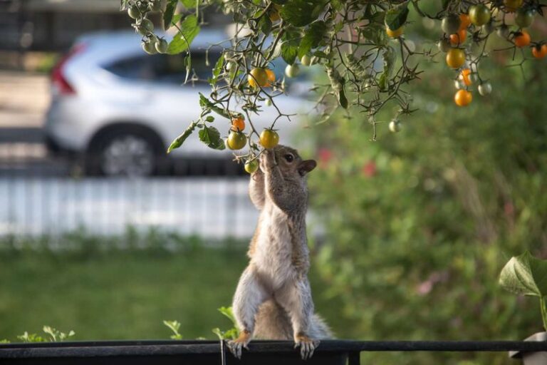If Squirrels Keep Stealing Your Ripening Tomatoes, These Smells Send Them Looking Elsewhere