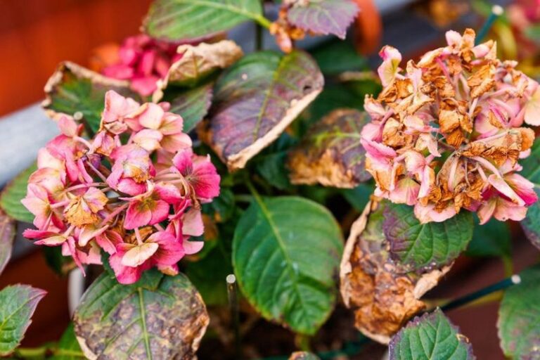 10 Reasons Your Hydrangeas Struggle In August Heat (And 7 Fixes That Actually Work)
