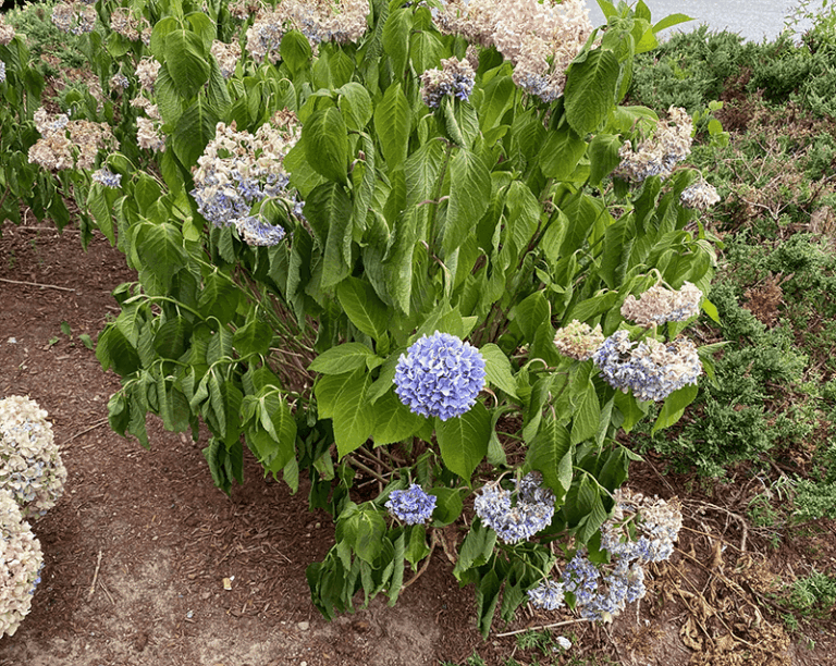 If Your Hydrangeas Wilt No Matter How Often You Water, Here Are 16 Watering Truths That Fix It