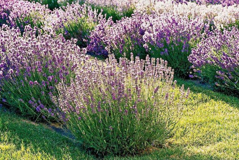 17 Must-Know Tricks For Growing Lavender That Smells Stronger In Beds Or Pots