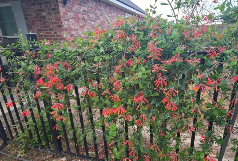 These North Carolina Native Vines You Plant Once Cover An Ugly Fence For Decades With No Replacing
