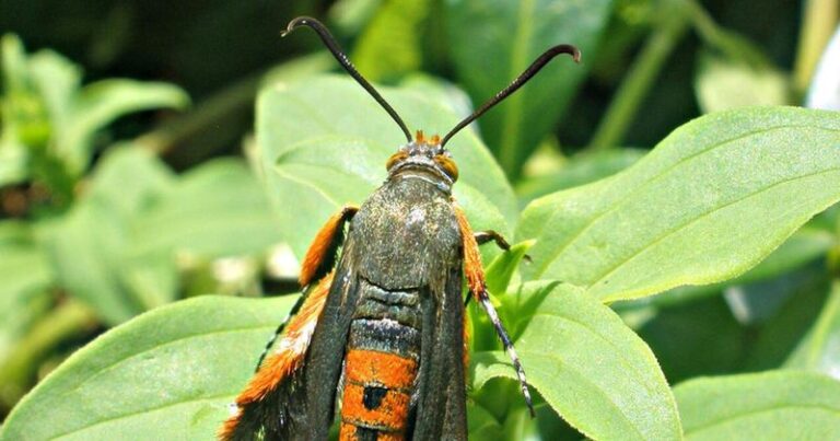 The One Thing North Carolina Squash Needs In Early September Or Vine Borers Quietly End The Fall Harvest