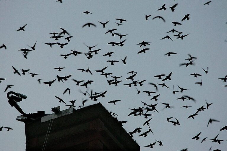 Why North Carolina Homeowners Should Never Seal Up The Chimney Swifts Nesting In Their Yard