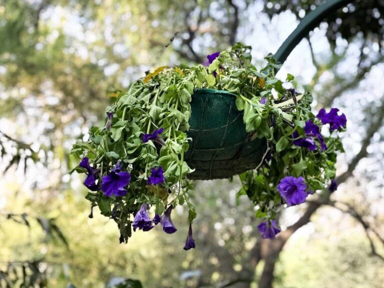 5 Reasons Your Hanging Petunias Wilt By Afternoon (And The Quick Reset That Revives Them)