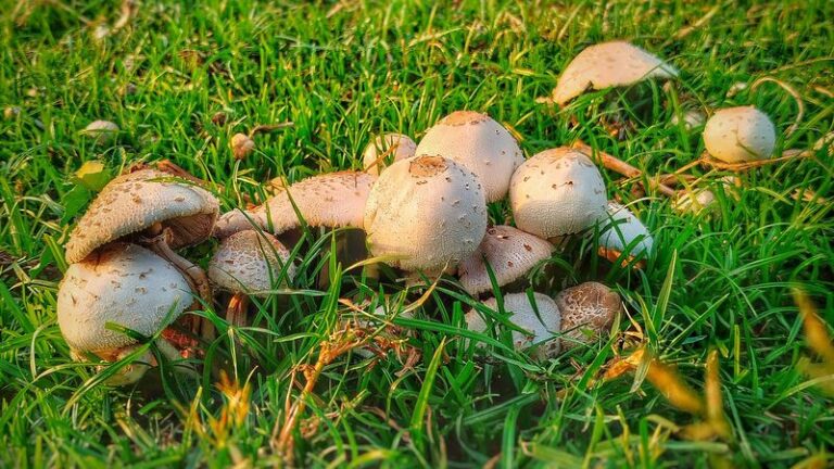If Mushrooms Keep Popping Up In Your Yard, Here’s What They’re Quietly Telling You About Your Yard Conditions Below
