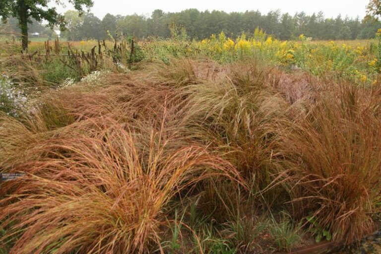 The Most Underrated North Carolina Native That Holds A Dry, Baking Slope Where Everything Else Burns Out