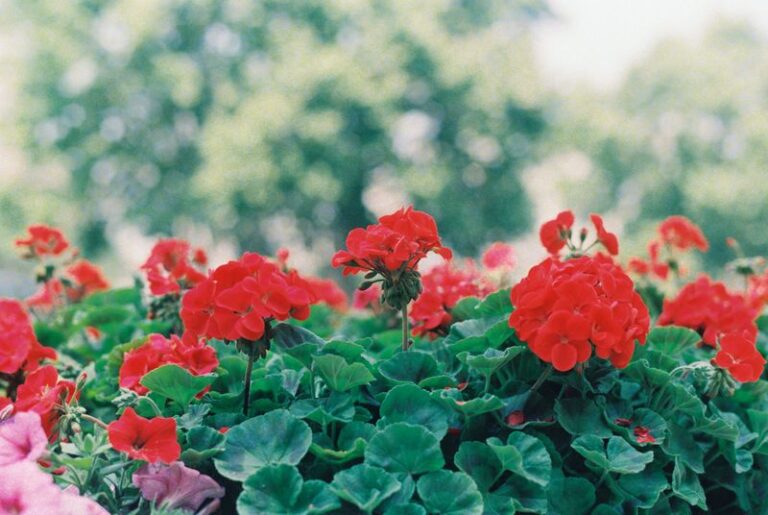 If Your Geraniums Push More Leaves Than Flowers, Here’s The One Simple Adjustment That Doubles The Blooms