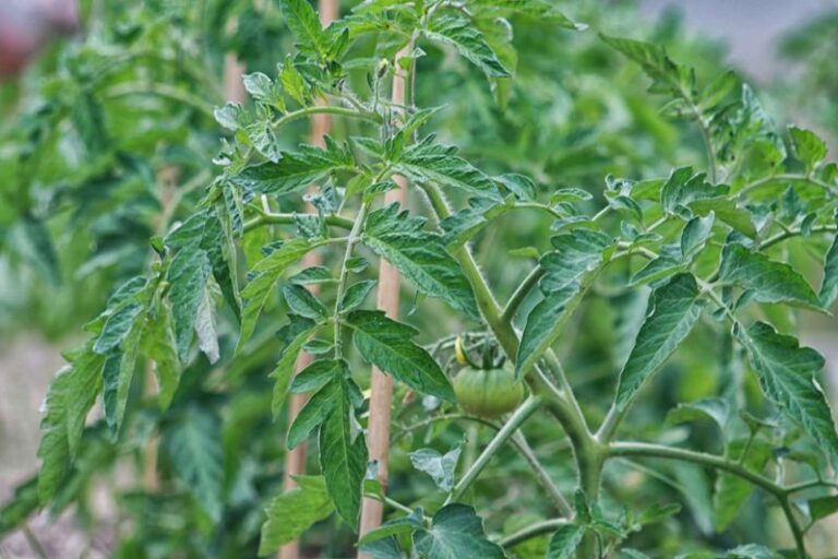 If Your Tomatoes Grow Big Leaves But Barely Set Fruit, Here’s The Feeding Fix That Turns It Around
