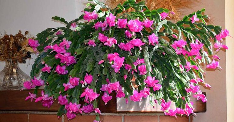 If Your Christmas Cactus Skips Its Winter Blooms, Here’s The One Fall Habit That Gets It Flowering