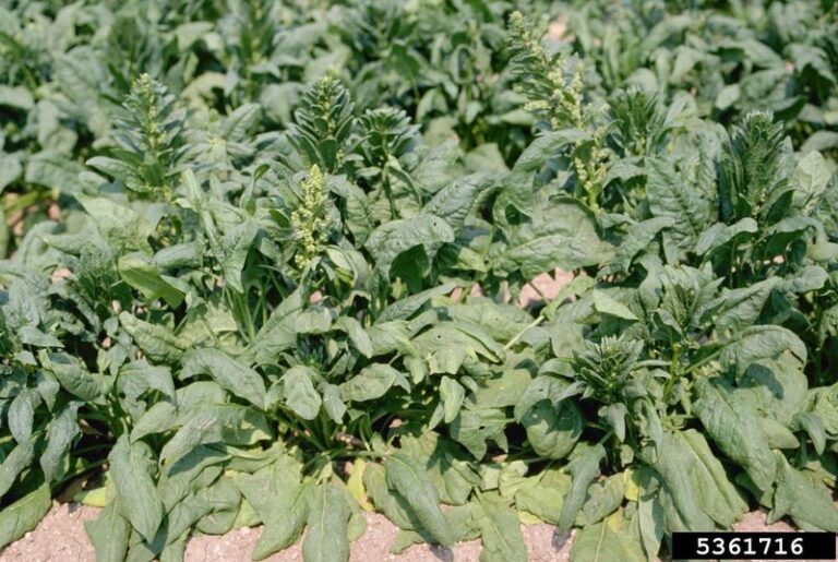 If Your Fall Spinach Grows Tender Green Leaves But Suddenly Shoots Up A Flower Stalk, Long Days Are Bolting It Early