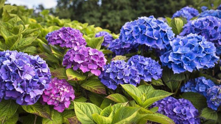 Do These 5 Things To Your Hydrangeas Now And They’ll Reward You With Way More Blooms Next Spring