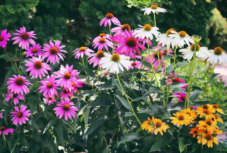 15 Tips To Keep Your Coneflowers Blooming Through Late-Summer Heat (And What’s Quietly Causing The Wilt)
