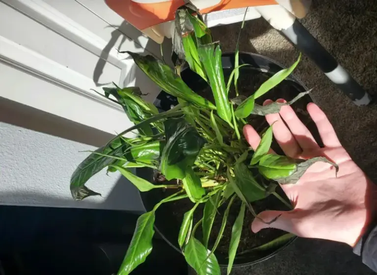 Why Your Peace Lily Leaves Are Turning Black – And The Hidden Stress Making It Worse