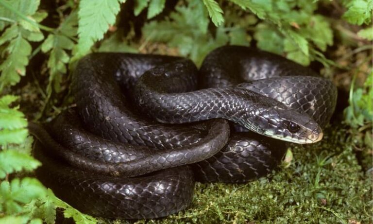 What It Really Means When A Black Snake Shows Up In Your North Carolina Garden