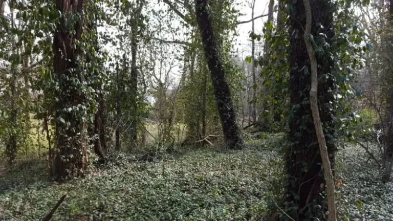 Why North Carolina Homeowners Should Pull This Invasive Shrub Before Every Broken Piece Roots Into A New One