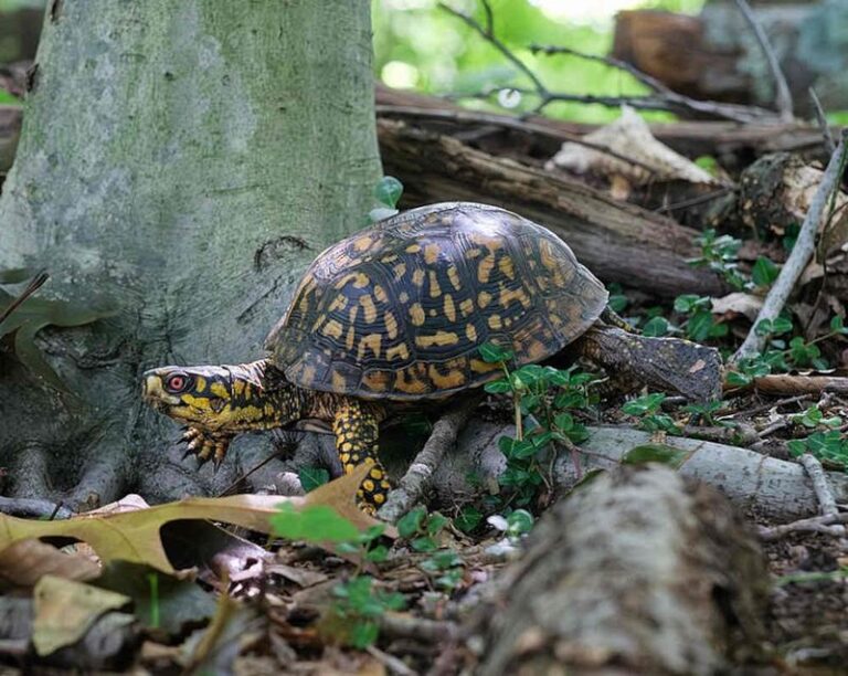What It Really Means When A Box Turtle Keeps Returning To Your North Carolina Garden Beds