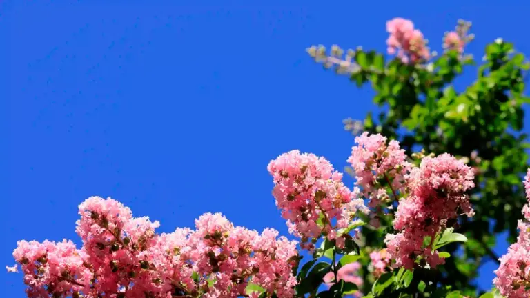 The One Thing North Carolina Crape Myrtles Need Before Fall Or The Late Blooms Never Come Back