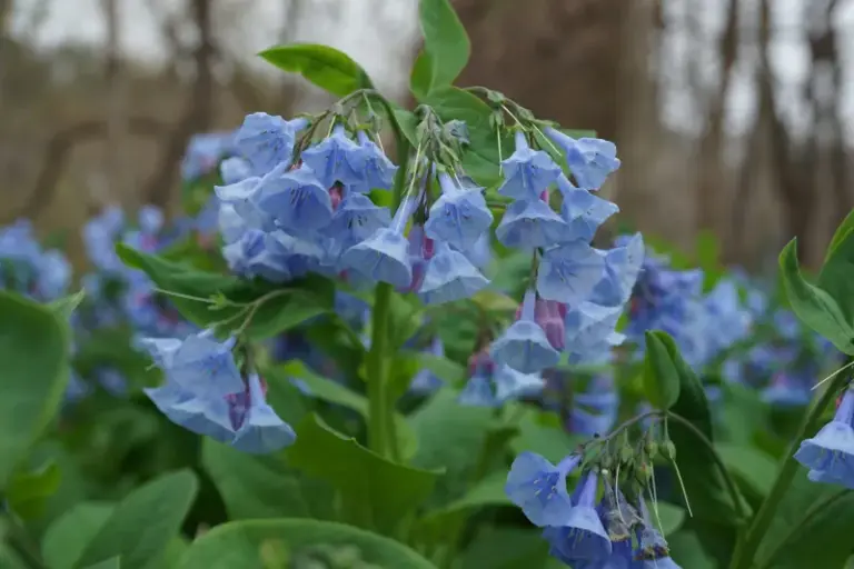These North Carolina Flowers You Plant Once Keep Coming Back With Color For Over 20 Years