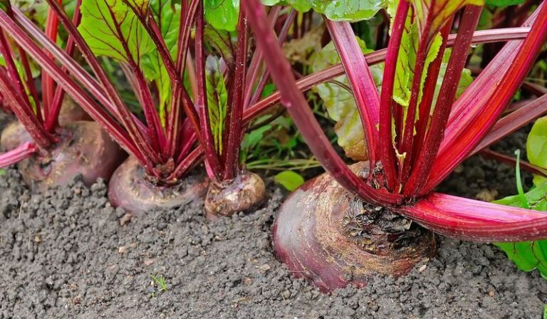 Why North Carolina Gardeners Should Seed Beets Now For The Sweetest Fall Harvest
