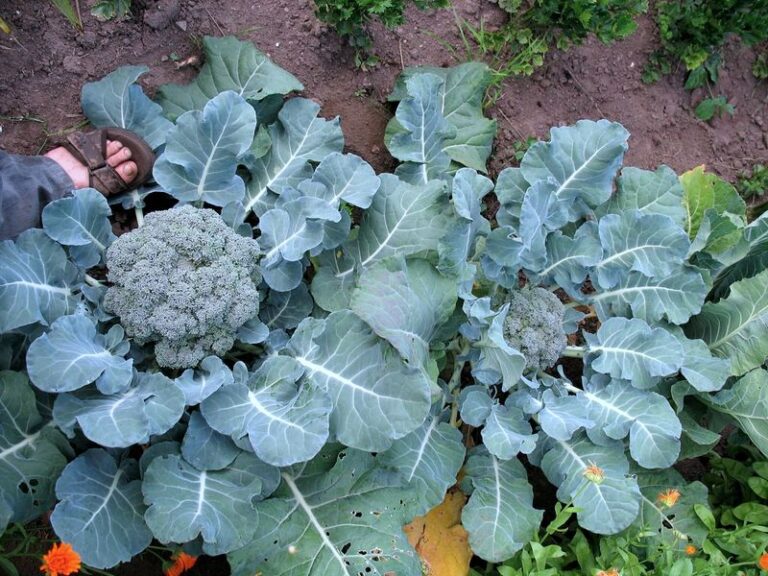 Why North Carolina Gardeners Should Start Broccoli Now For Strong Fall Heads