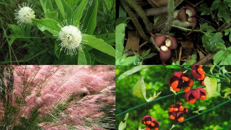 If You Grow For Birds And Bees, Here Are 16 ‘Wildlife’ Plants Doing More Harm Than Good (And 6 To Grow Instead)