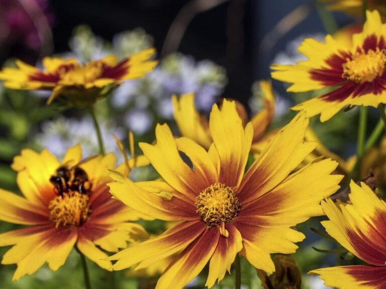 If Your Garden Looks Tired By August Heat, Here Are 13 Tough Perennials That Keep The Color Coming