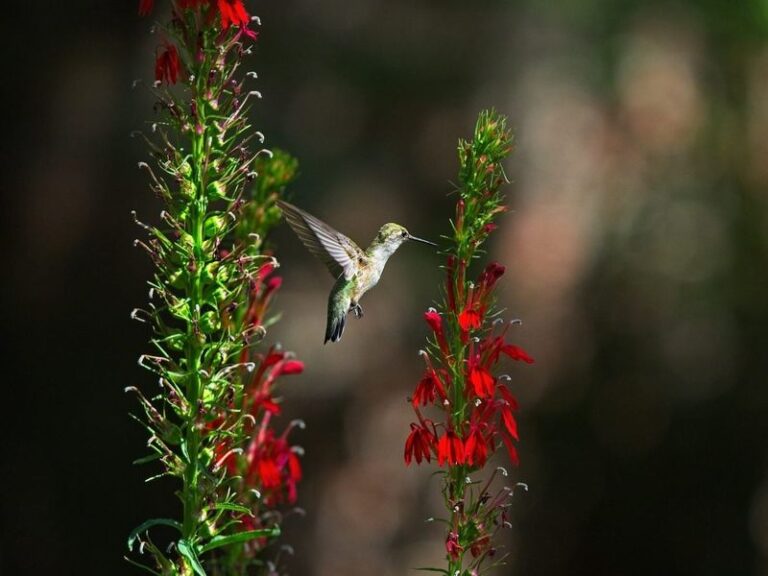If Hummingbirds Keep Ignoring Your Feeder, Here’s The One Sweet Flower That Lures Them Right In