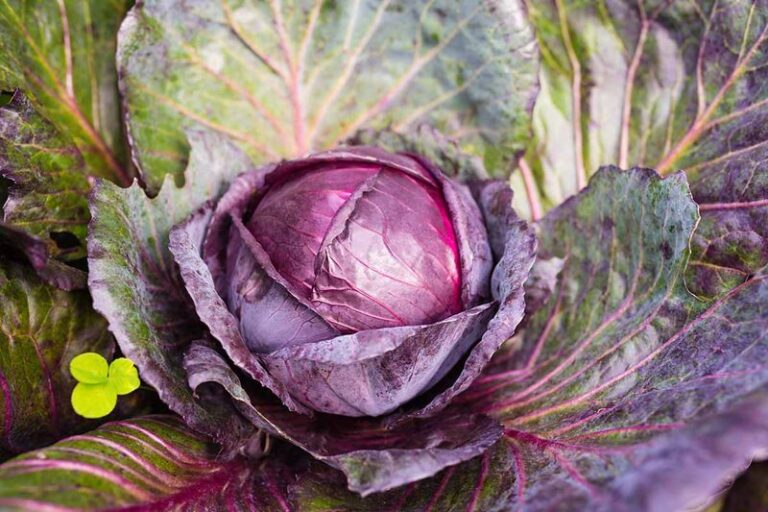 If Your Fall Cabbage Leaves Turn Purple At The Edges, The Soil Is Warning You What’s Missing